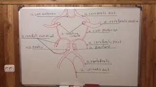 Кровоснабжение головного мозга. Виллизиев круг.