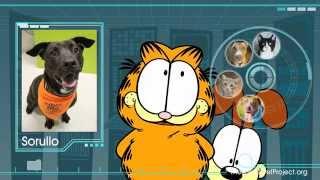 Garfield & The Shelter Pet Project - 30 second spot