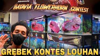 GREBEK KONTES LOUHAN DI BATAVIA FLOWERHORN CONTEST