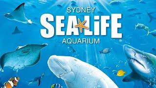 Sea life Sydney Experience in 4K  Sydney Australia  2024