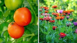 From Bloom to Bounty Flowers That Double Your Vegetable Garden Productivity