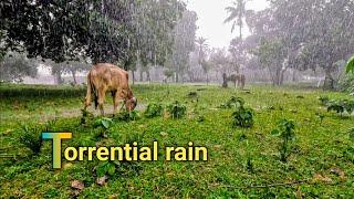 Torrential rain শ্রাবণ মাসের বৃষ্টি ভেজা দিনমেঘের দিনে বৃষ্টি ভেজা গ্রামের দৃশ্য@mdanwarhossin