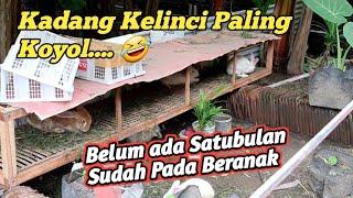 Belum ada 1 bulan sudah bernak pinak Ternak kelinci paling gampang