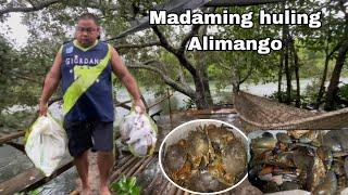 Grabe laki ng ilog  Harvest ng Alimango araw - araw
