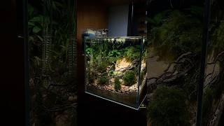 Мой новый проект нано 20см кубик #aquadream #аквариум #aquarium #fish