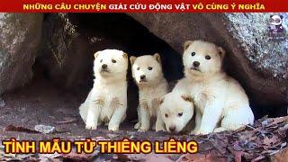 Giải Cứu Chó Mẹ Cùng Đàn Con Bí Mật Sống Trong Hang  Review Con Người Và Cuộc Sống P29