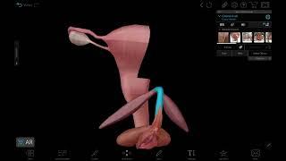 3D Anatomi Reproduksi Wanita Eksterna Genitalia Feminina Externa - Vulva Labia Klitoris
