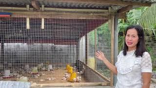 Backyard broiler poultry farm  MANUKANG walang amoy Converted Piggery set up