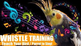 TEACH YOUR BIRD Cockatiel Whistle Training