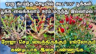 வாடிய செடியில் கூட 100 பூக்கள் பூக்க வைக்கலாம்..  Rose Plant Tips  A1 Nursery Garden