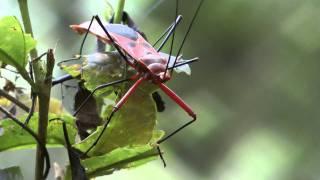 Bugs of Thailand Part 1 HD