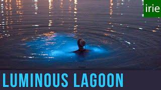Luminous Lagoon Jamaica. Glowing Water Experience. Glistening Waters. Jamaica Video Guide