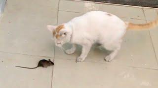 Cat Chases Mouse Part 2