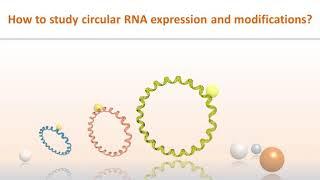 How to study Circular RNA expression and modifications?