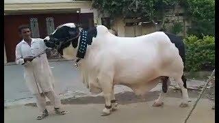 786 CATTLE FARMS BULL I DANIYAL BHAIS QURBANI COLLECTION