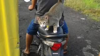 Kucing Bonceng Motor Gokil