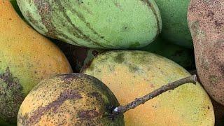 Nikmatnya petik Buah Mangga dari pohon langsung