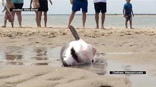 Usa squalo bianco salvato dai bagnanti