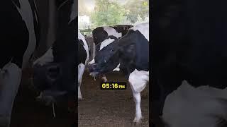 Mother cow wont stop screaming for her stolen baby