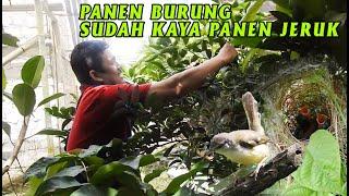 AVIARY KECIL TAPI BANYAK BURUNG BERKEMBANG BIAK DAMBAAN SETIAP KICAUMANIA - INI CONTOHNYA 