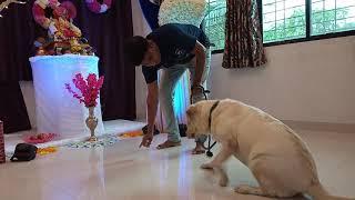 Cali pray to Bappa  Labrador Retriever  Ganpati Decoration  Ganpati Decoration Ideas