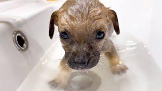 Puppies have their first bath ever