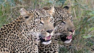 Leopard Mother & Son Reunite With an Amazing Display of Affection