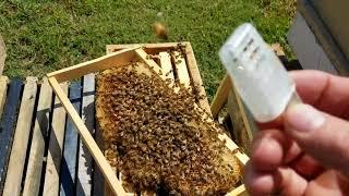 How the bees act when they reject the queen new beekeepers dont miss this