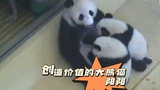 Giant panda Yangyang creates value创造价值的大熊猫阳阳#panda #国宝大熊猫 #动物