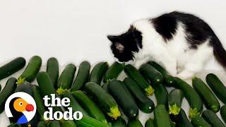 Cat Meets Cucumber And Instantly Falls In Love  The Dodo Cat Crazy