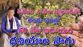 Coriander Seeds Cultivation  ధనియాల సాగు  కేవలం రెండు నెలల్లో విస్తారంగా పండే పంట  Sagu Nestham 