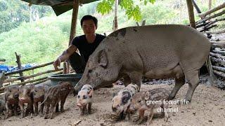 So cute 7 wild piglets. Caring and picking melons. Green forest life ep211