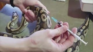 How to Treat Burned Snakes- Giving Meds and Injections