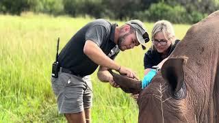Emergency Veterinary Care for Released Rhino Orphan Busiso