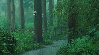 Listen to the rain on the forest path relax reduce anxiety and sleep deeply