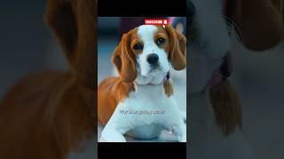 The Dog can smell you sickness. #short #shortvideo #subscribe #viral