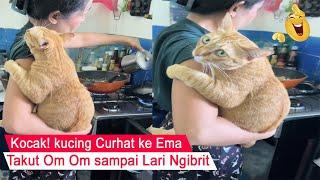 ASLI LUCU bangetkucing takut om om sampai Lari takut di CULIKkompilasi kucing lucu#CT