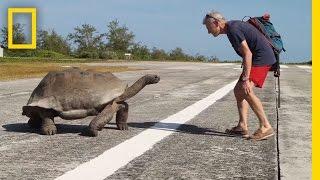 Explorer Interrupts Mating Tortoises Slowest Chase Ever Ensues  National Geographic