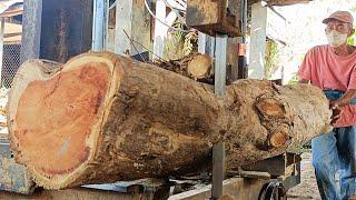 An old man is making 4cm and 3cm thick boards from super teak wood