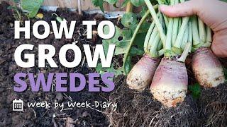 How to Grow Swedes  a Week by Week Guide