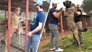 BANA AYRI BİR KILLIĞI VAR BU KÖPEĞİN   BANA SALDIRAN HASTA KÖPEĞİN SON DURUMU   KANGAL MALAKLI