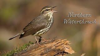 Northern Waterthrush - 4k