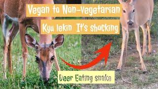 Deer Eating Snake  Wildlife Changes   Vegan to Non-vegan