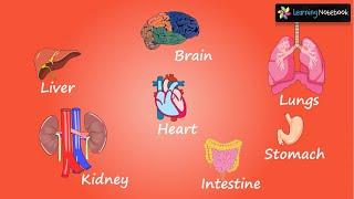 Internal body parts and their functions  Internal Organs of the Body  Class 4 EVS