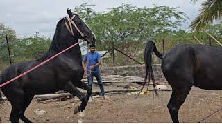 Horse Mating Process Masal Brothers Stud Farm Katewadi