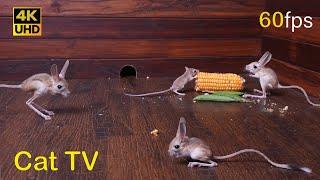 Cat TV Cutest Mice Play Hide and Seek - Ultimate Mouse Chase Fun for cats to watch  4k 8 hours