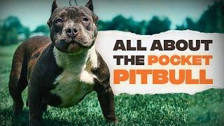 Pocket Pitbull Everything You Need To Know