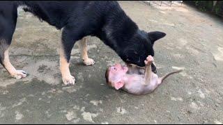 Monkey Bun  The mother dog bit the baby monkey and opened his mouth in pain abandoned baby monkey