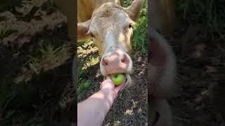 Picking apples with cows at a nature reserve ️