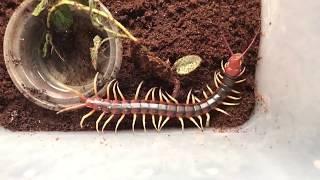 Unboxing the Devil  Worlds largest Centipede